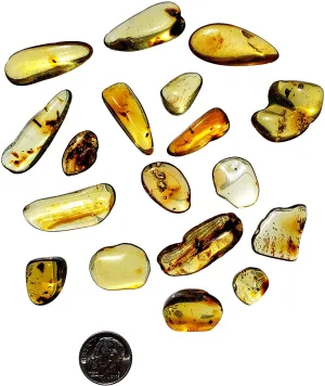 Genuine Colombian Amber Fossil Specimen - Naturally Formed - May Contain Inclusions - Great Collectible